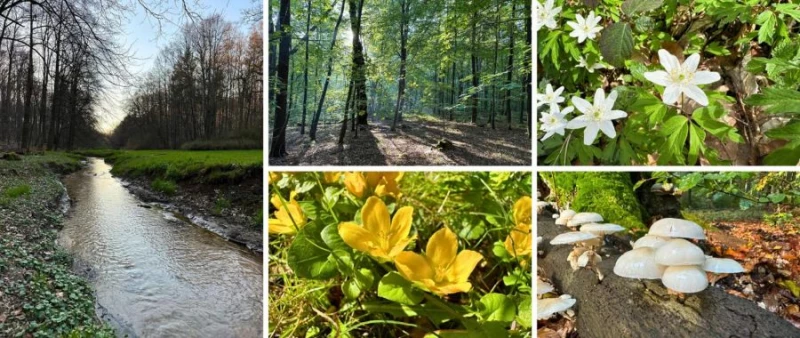 Jeden z najcenniejszych lasów na Śląsku może zostać rezerwatem Jeden z najcenniejszych lasów na Śląsku może zostać rezerwatem